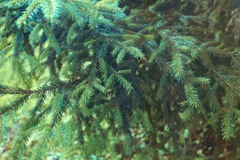 Firest background of spruce branches Stock Photos