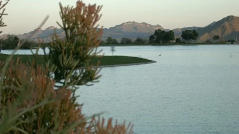 Firestick Cactus on a Lake 2 Stock Footage 199512438