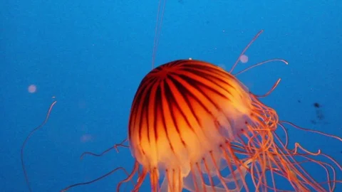 Firestrand Jellyfish Stock Footage 75020746