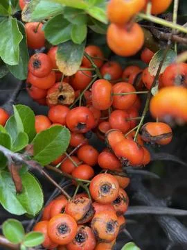 Firethorn berries Foto stock