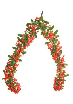 Firethorn Stock Photos