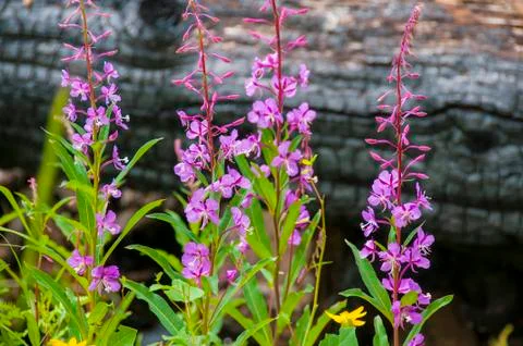 Fireweed against burnt tree Stock Photos