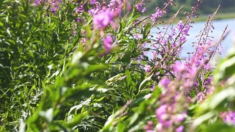 Fireweed in Alaska blowing in the wind Stock Footage 90230849