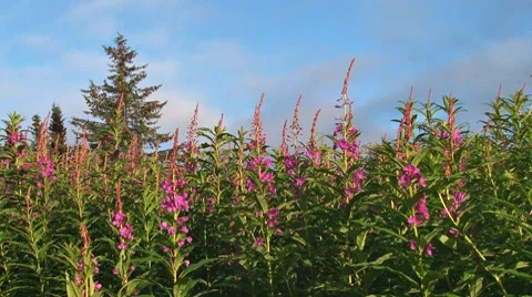 Fireweed and Clouds Stock Footage 8550637
