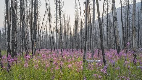 Fireweed and Tree Snags Stock Photos