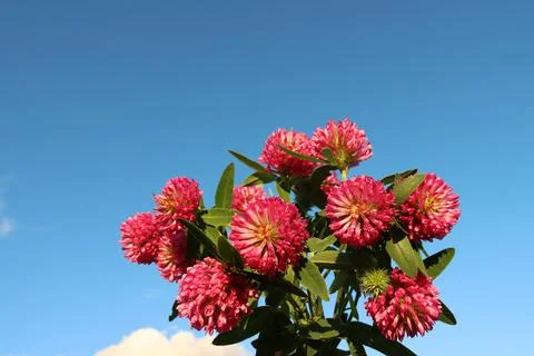 Fireweed, another name for Ivan Chai, used as a herbal tea, has medicinal Foto stock