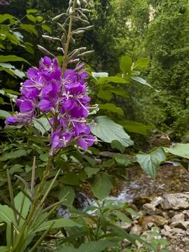 Fireweed Bloom Beside a Forest Stream in Summer Stock Photos