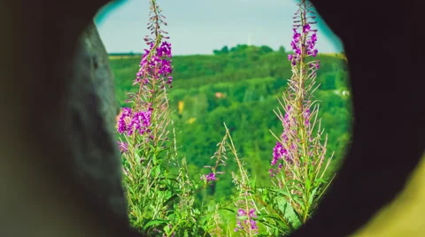 Fireweed Blossom Plans View Through Whole in Stone Stock Footage 65213592