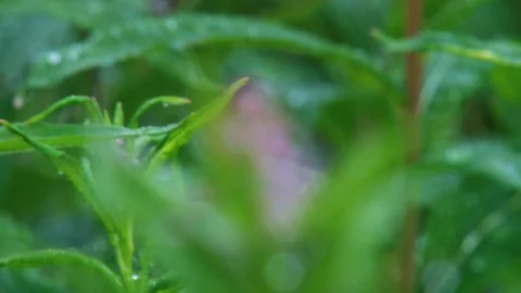 Fireweed blossoms with rain droplets Video stock 74088862
