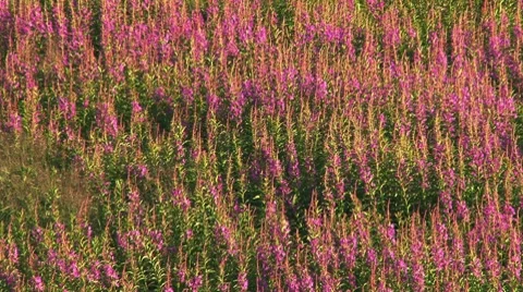 Fireweed Blowing Gently in Breeze Stock Footage 8522645