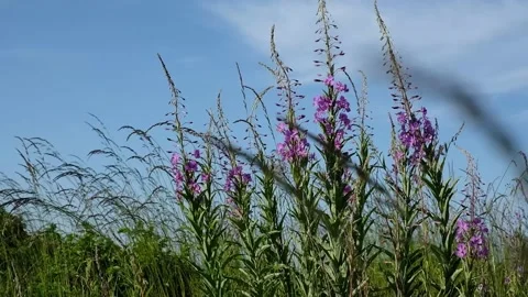 Fireweed blowing on a windy beach Stock Footage 135193585