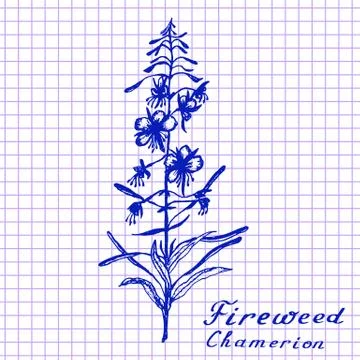Fireweed. Botanical drawing on exercise book background Illustrazione stock