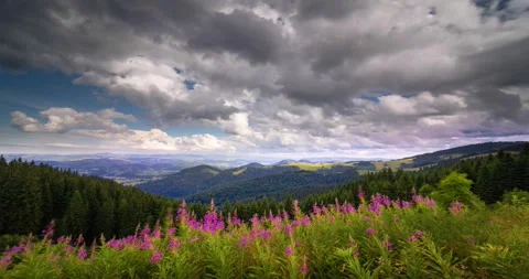 Fireweed in the Carpathians Video stock 170754196