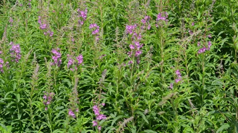 Fireweed (Chamerion angustifolium ) in the wind 스톡 동영상 34665219