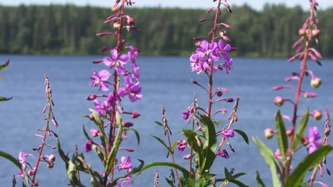 Fireweed flower blowing in the wind 스톡 동영상 90230715