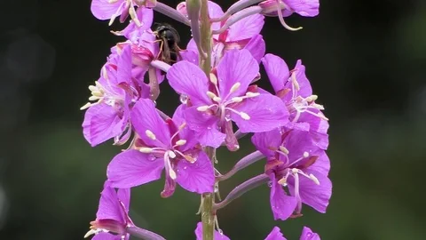Fireweed flower as camera zooms back to reveal more in meadow. Stock Footage 79164197