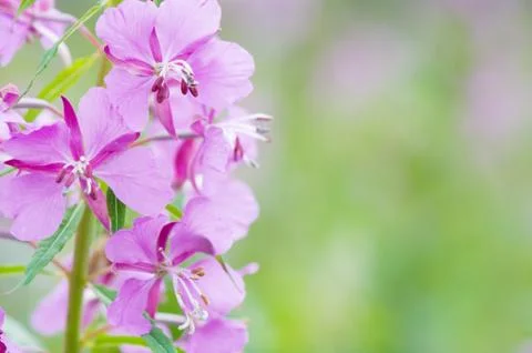 Fireweed flower Stock Photos