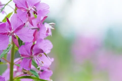 Fireweed flower Stock Photos