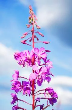 Fireweed flowers against the blue sky. Vertical shot. Stock Photos