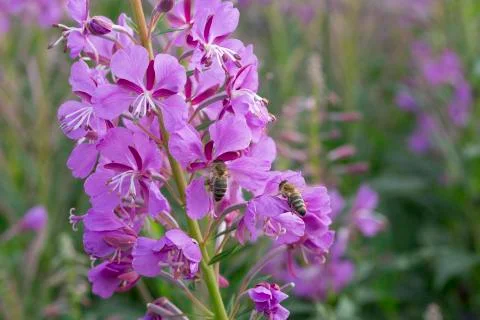 Fireweed Flowers with Bees Stock Photos