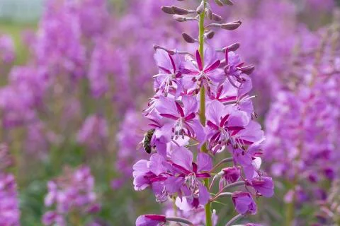 Fireweed Flowers with Bees Stock Photos