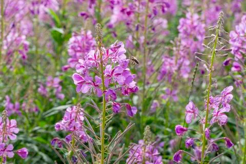 Fireweed Flowers with Bees 스톡 사진