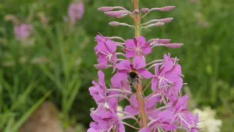 Fireweed flowers close-up Stock Footage 146446312