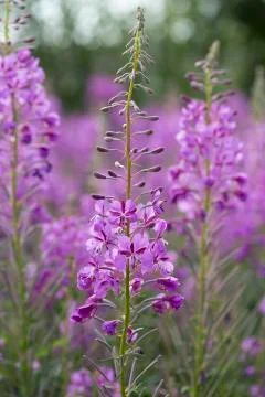 Fireweed Flowers close up Stock Photos