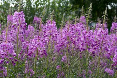 Fireweed Flowers close up Stock Photos