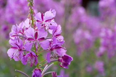 Fireweed Flowers close up Stock Photos