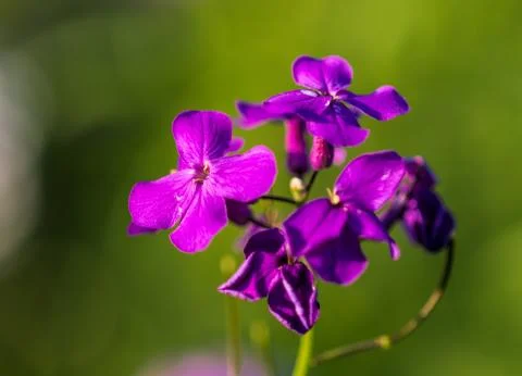 Fireweed flowers Stock Photos