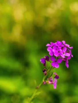 Fireweed flowers Stock Photos