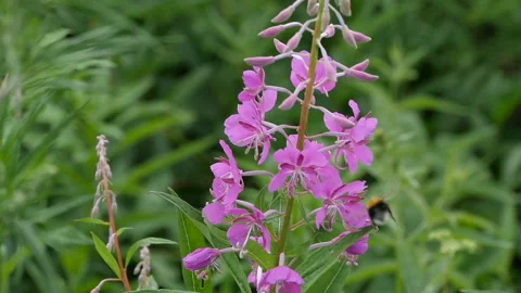 Fireweed flowers pollinates big bumblebee Stock Footage 149434909