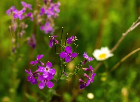 Fireweed flowers with raindrops Stock Photos