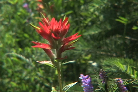 Fireweed Stock Footage 370815