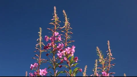 Fireweed Stock Footage