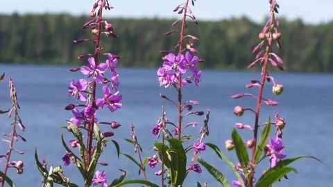 Fireweed with lake Stock Footage 90230978
