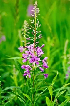 Fireweed one flower Stock Photos