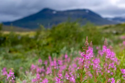 Fireweed or willowherb in front with mountain in background. Stock Photos