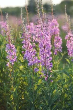 Fireweed Foto stock