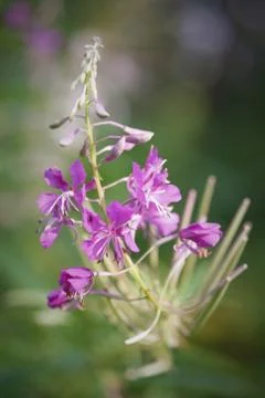Fireweed Stock Photos