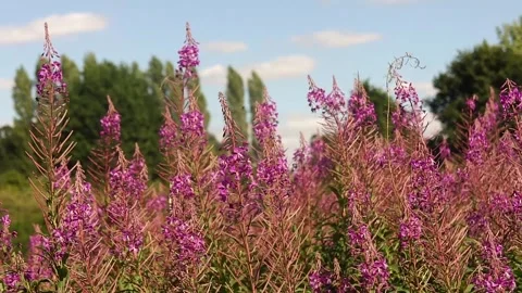 Fireweed Rose-Bay Willow Herb Plant in the Wild. Purple Fireweed Wild Flowers Stock Footage 306518088