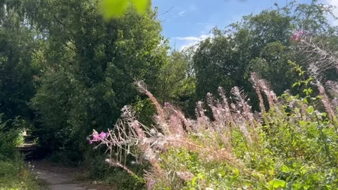 Fireweed seed blowing in the wind Stock Footage 342612271