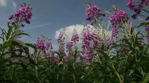 Fireweed &amp; sky Stock Footage 11251737