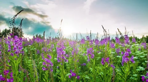 Fireweed  at sunset Stock Footage 43163423