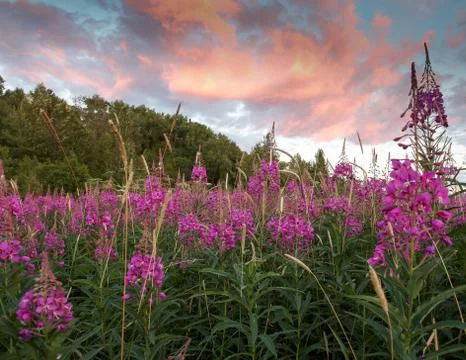 Fireweed Sunset Stock Photos