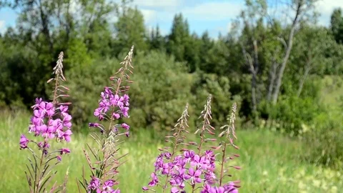 Fireweed swaying in the wind Stock Footage 75419502