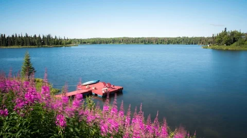 Fireweed Timelapse on Lake with Dock Stock Footage 96052598