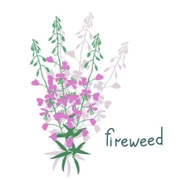 Fireweed vector illustration Stock Illustration