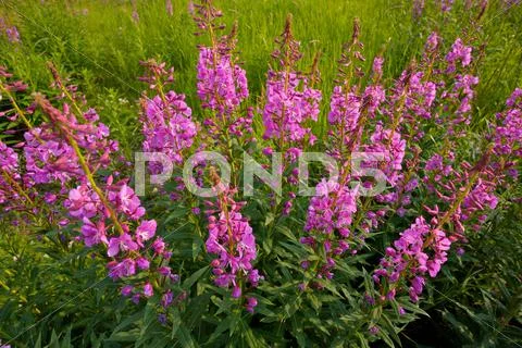 Fireweed wildflowers in a mountain meadow Stock Photos